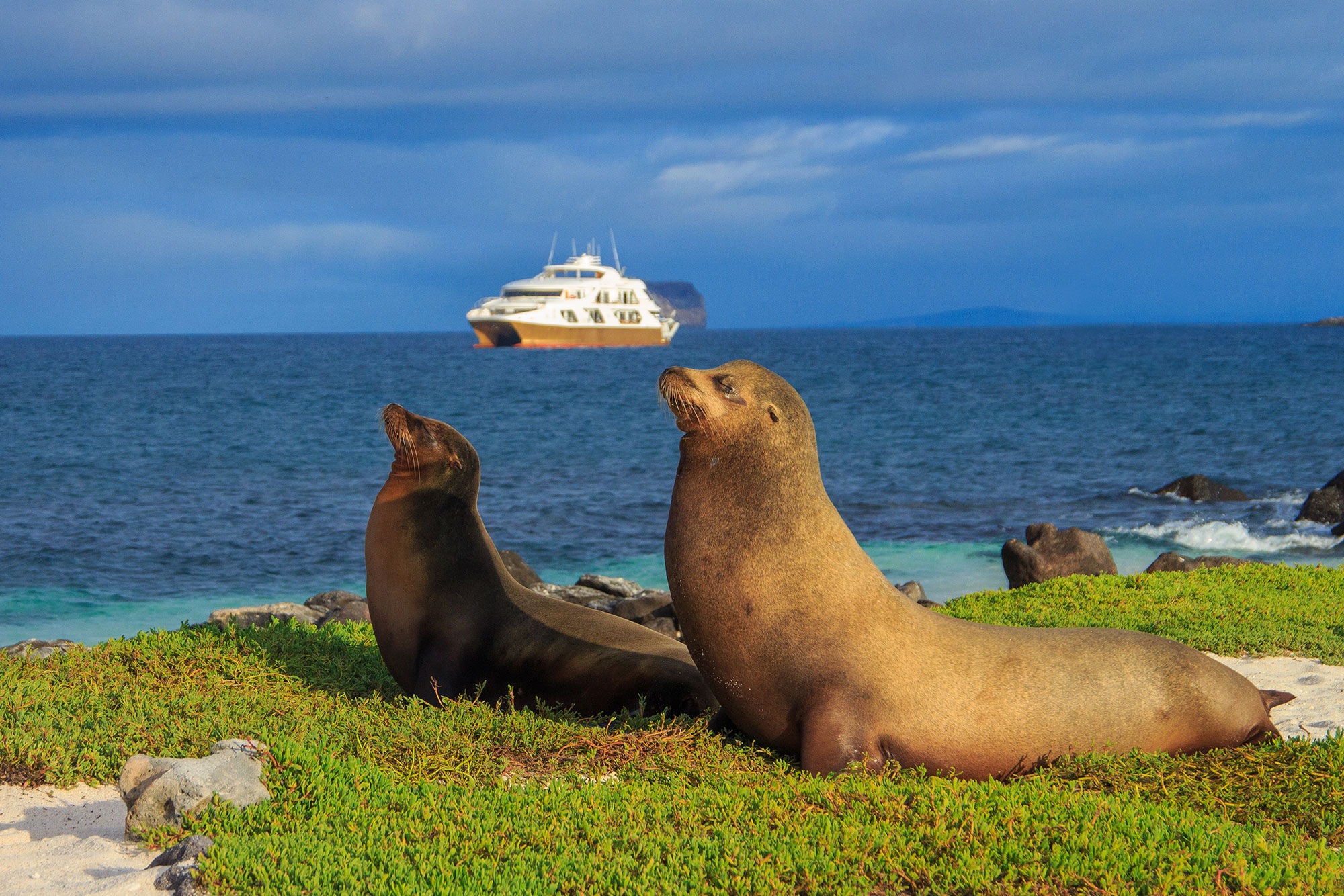 Sealions - Elite Galapagos