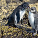 Galapagos Penguins