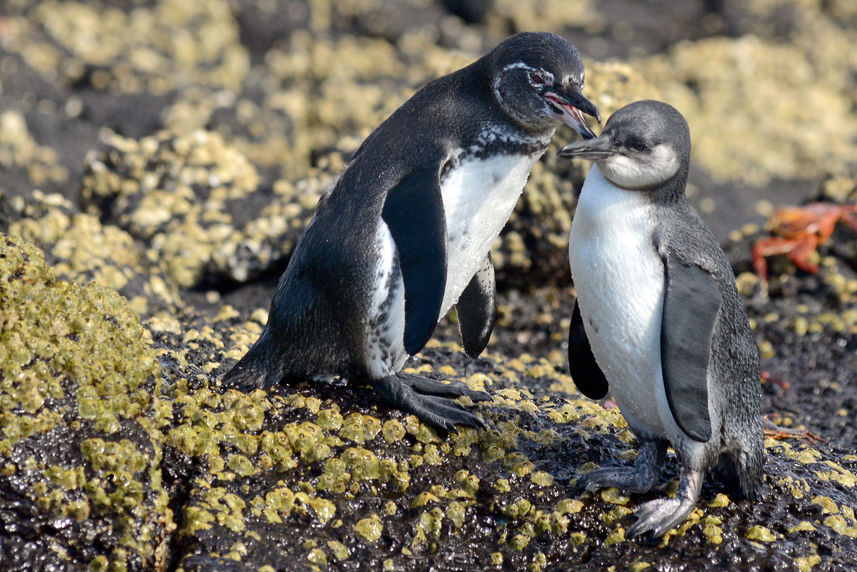 Galapagos Penguins