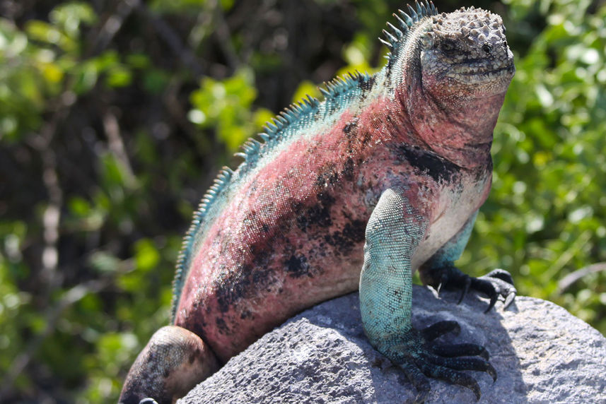 Iguane - Bonita