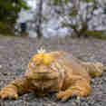 Lang Iguana
