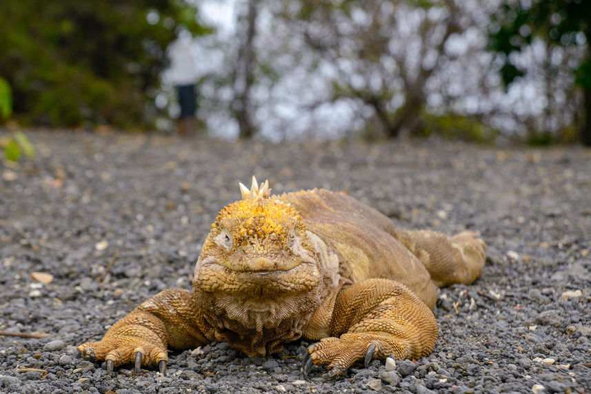 Lang Iguana