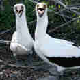 Piqueros