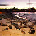 Sea Lions
