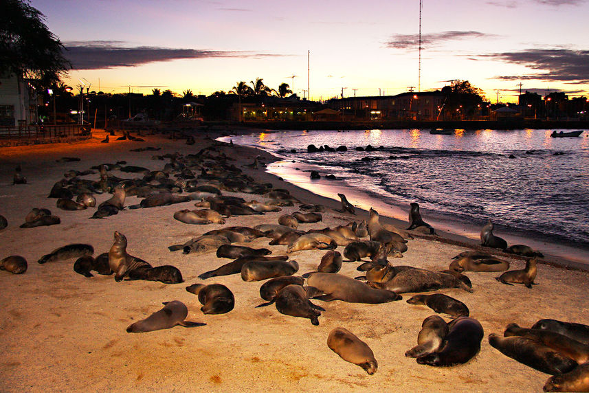 Sea Lions