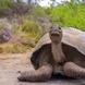 Giant Tortoise