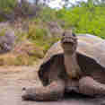 Giant Tortoise