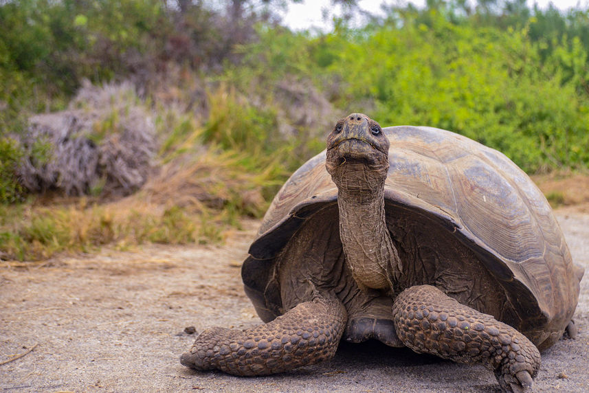 Giant Tortoise