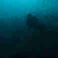 Diving