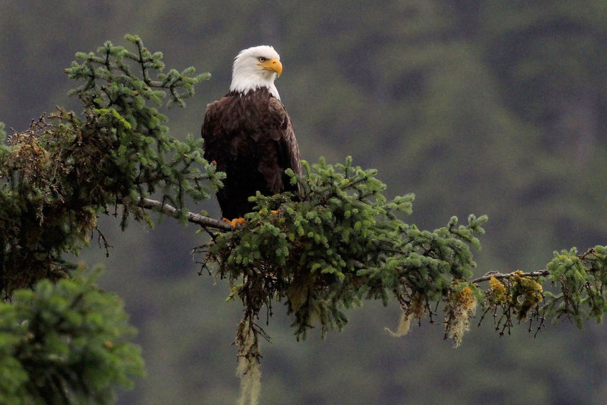 Bald Eagle