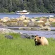 Bear viewing