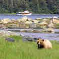 Bear viewing