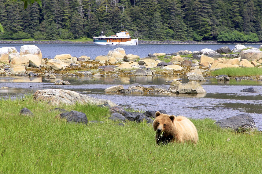 Bear viewing