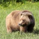 Brown bear