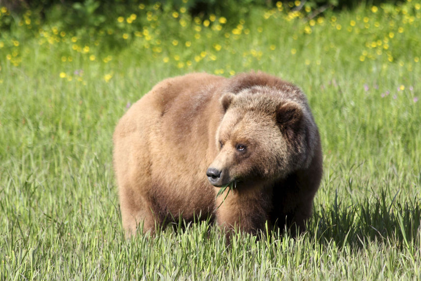 Brown bear