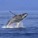 Humpback whale breaching