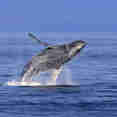 Humpback whale breaching