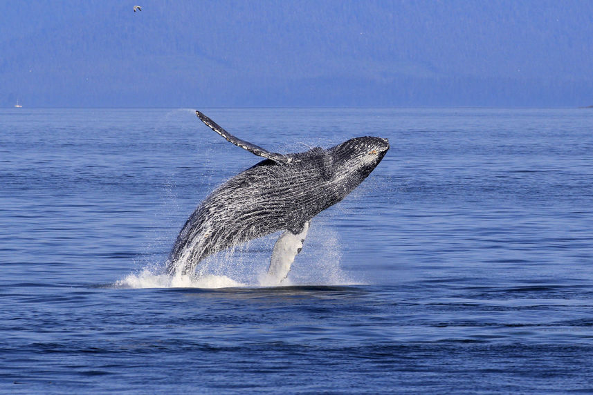 Humpback whale breaching