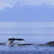 Humpback whales