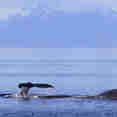Humpback whales
