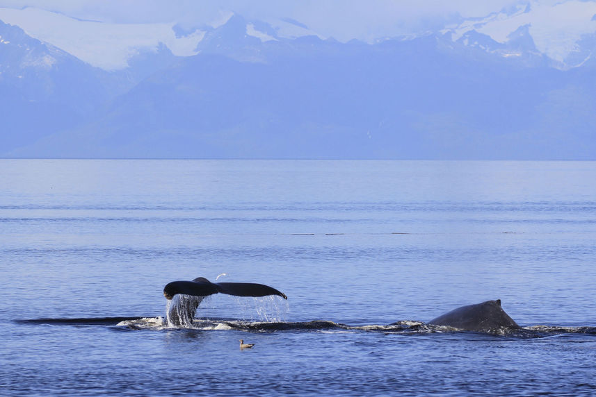 Humpback whales