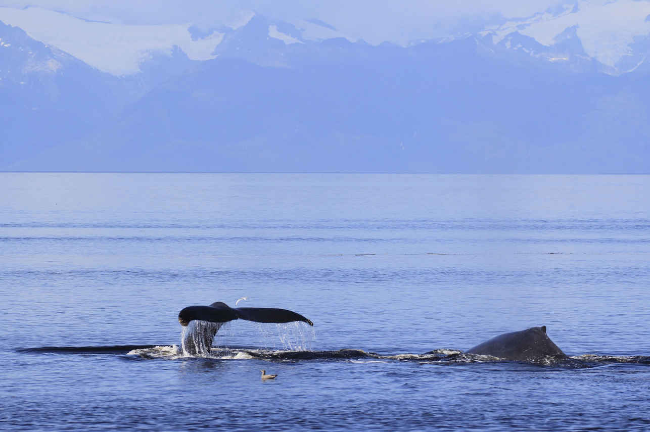 Humpback whales