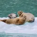 Seals on iceberg