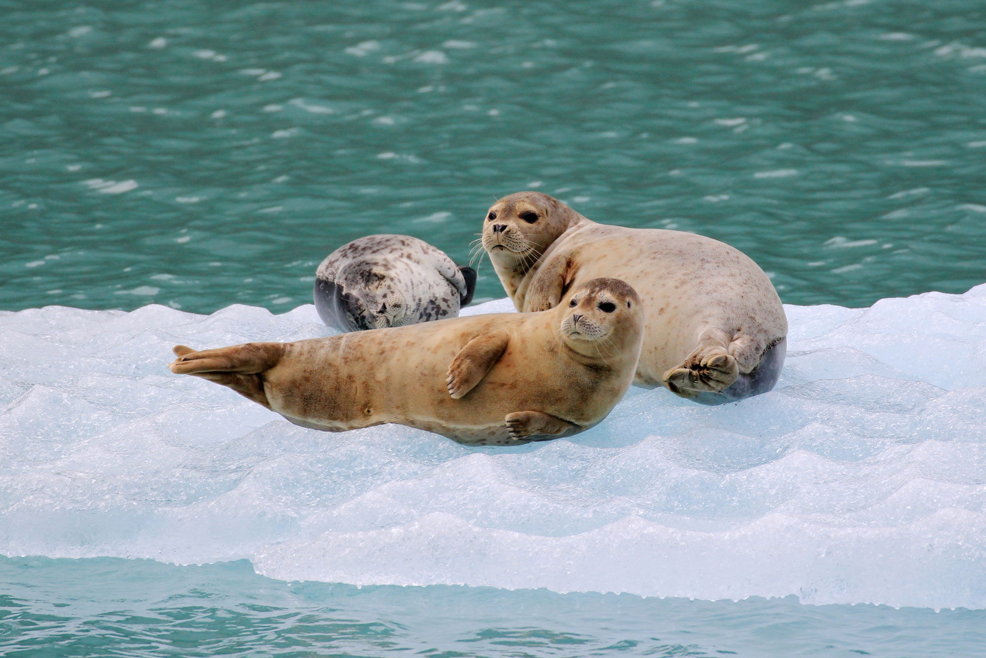 Seals on iceberg