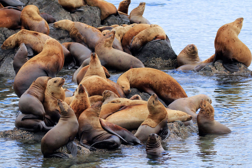 Stellar sea lion