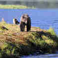 Wild Life