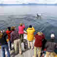 Whale watching
