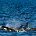 Pod of Orcas