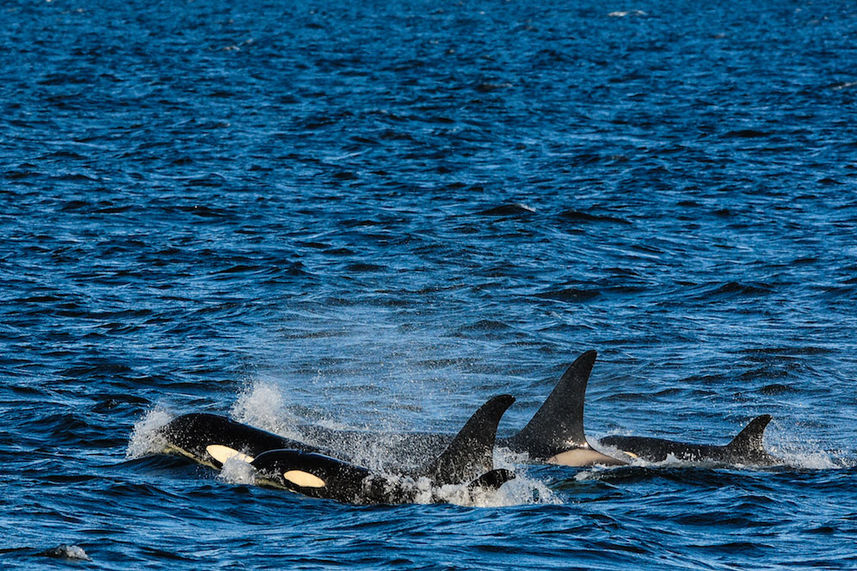 Pod of Orcas