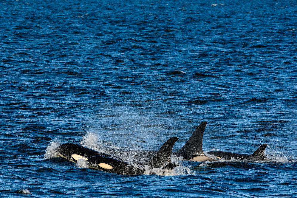 Pod of Orcas