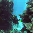 #diving