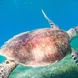 Turtle - Dive Hurghada