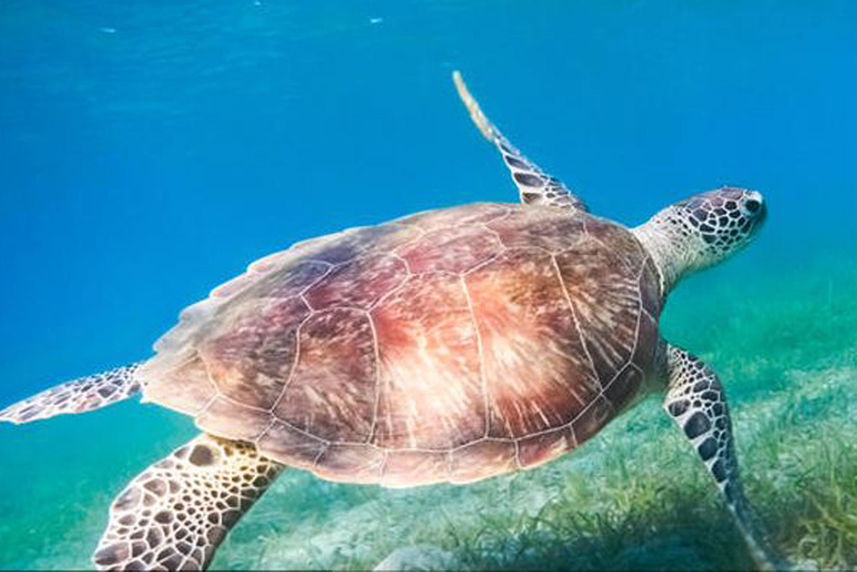 Turtle - Dive Hurghada