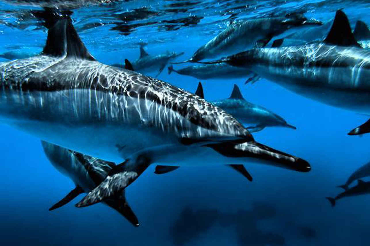 Подводный мир - Sea Friend