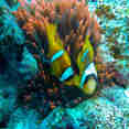Marine Life - Sea Friend