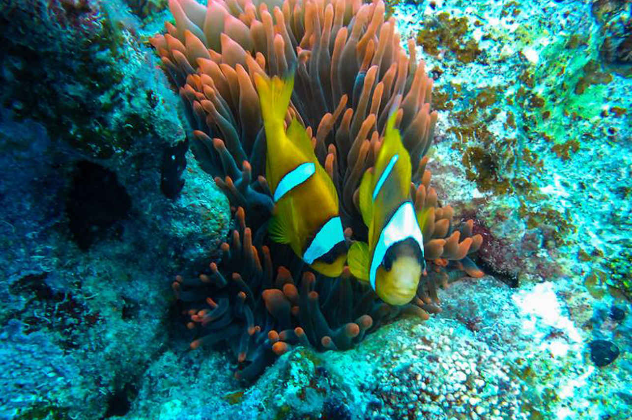 Подводный мир - Sea Friend