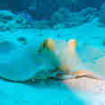 Marine Life - Sea Friend