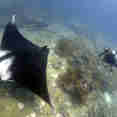 Diving