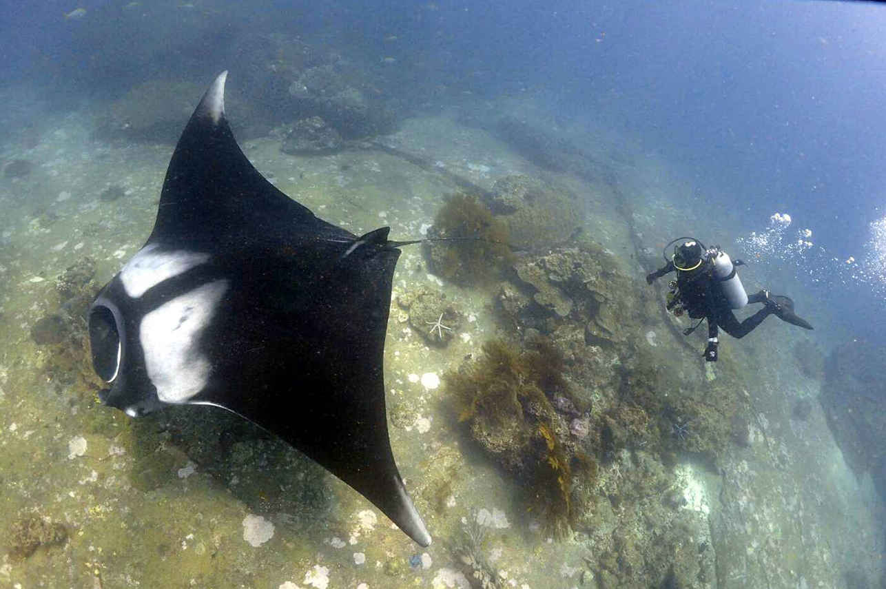 Diving