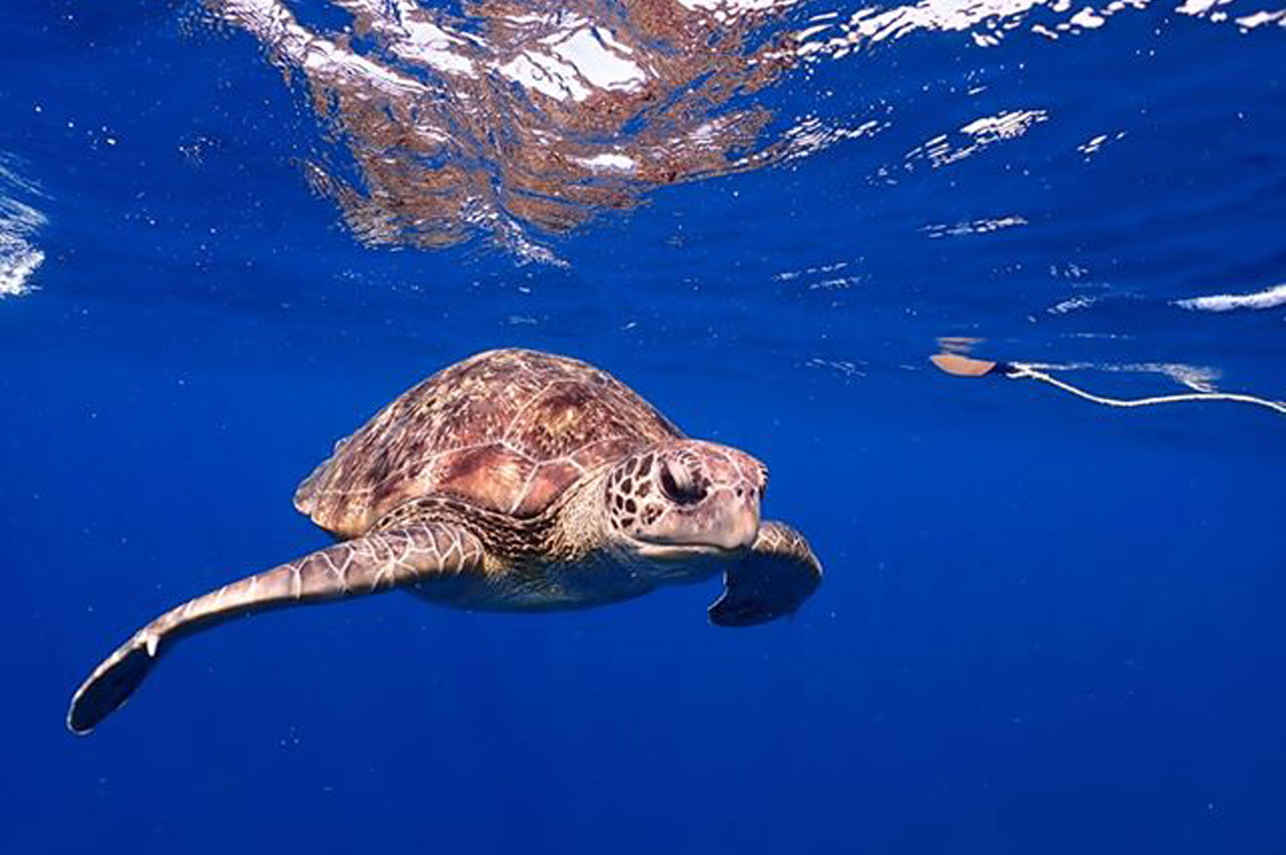 Tortue - Siam 3