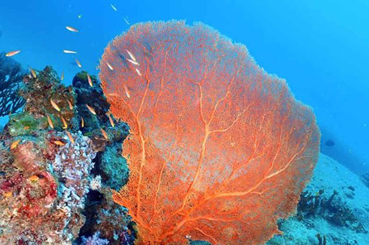 Corail  - Siam 3