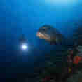 Diving