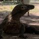 Komodo Dragon