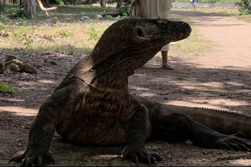 Komodo Dragon