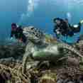 #diving