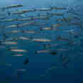 Marine Life - Peterpan